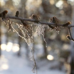 Top 100 Songs of 2016